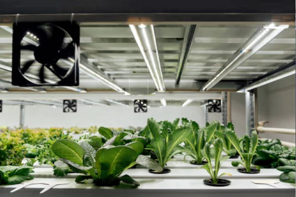 Vegetable greenhouse axial flow fan